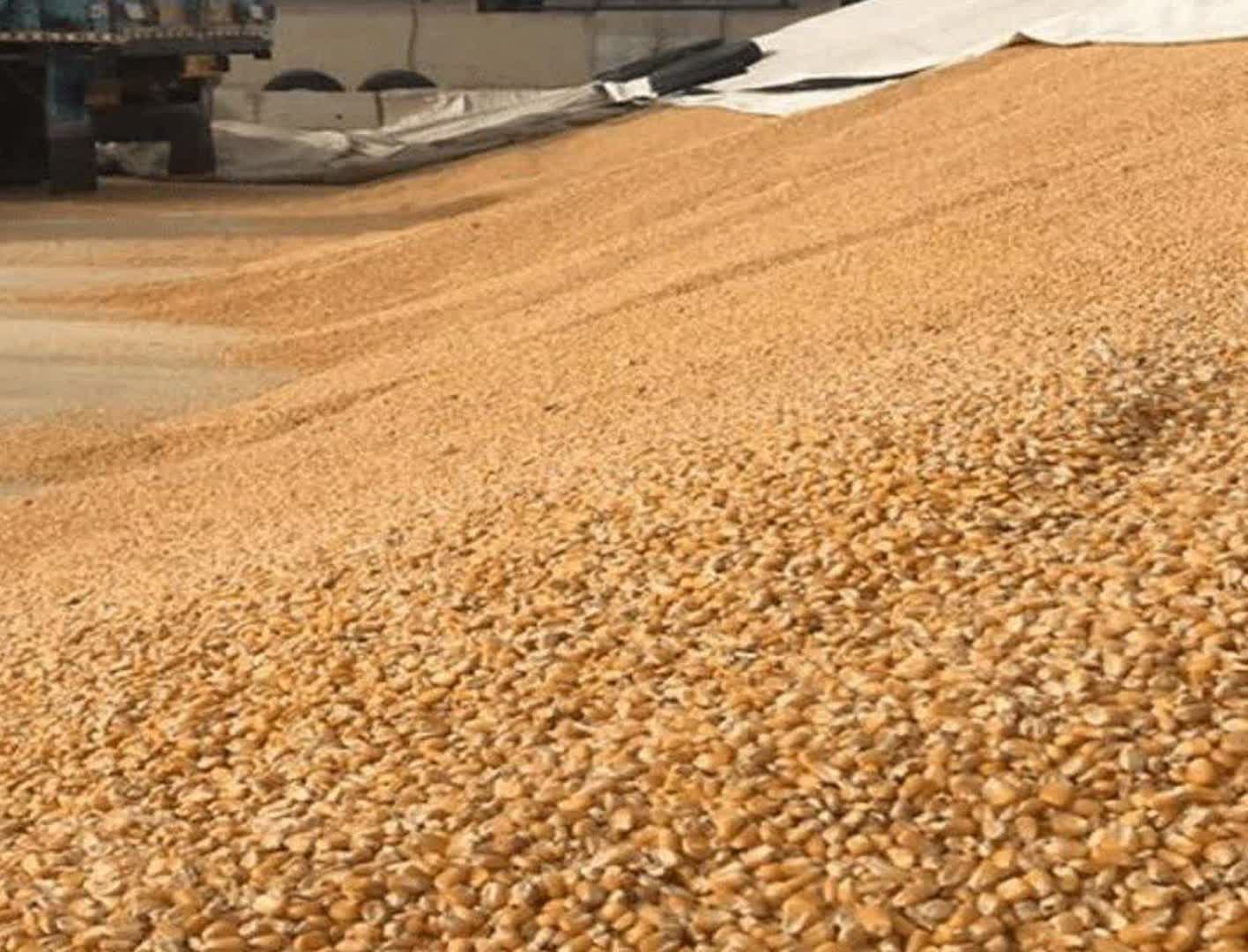 ۵۰ تن نهاده دامی قاچاق در فلاورجان کشف شد